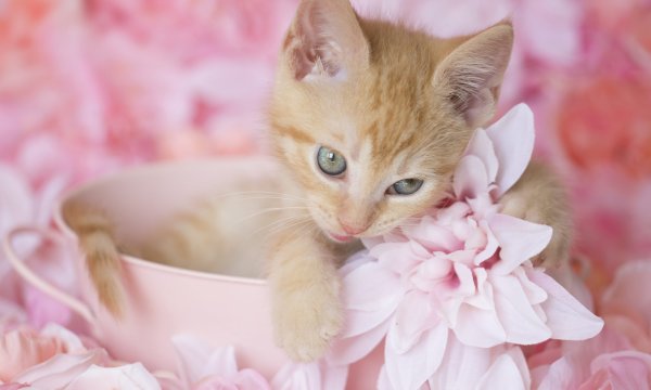 Котята на розовом фоне цветы