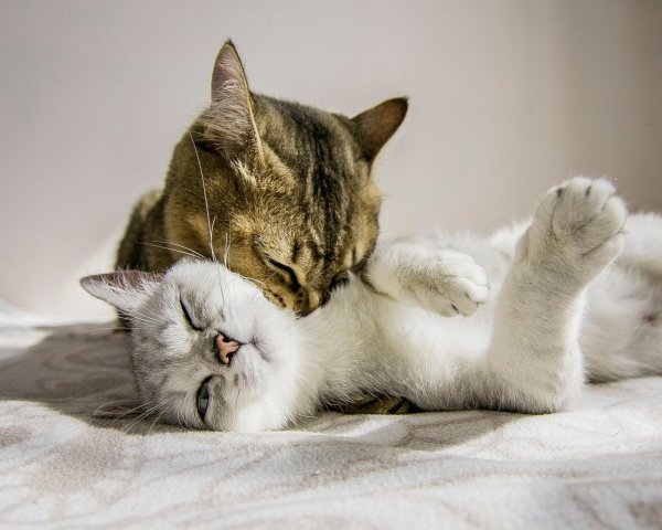 Влюбленные кошки
