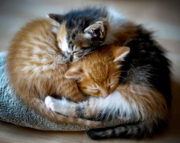 Котенок спит