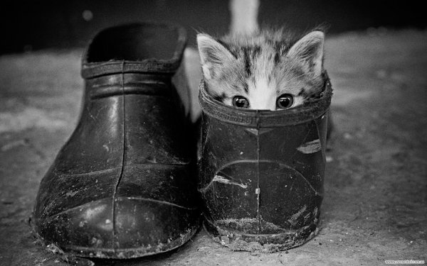 Котята в сапогах