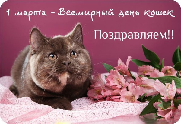 Всемирный день кошек