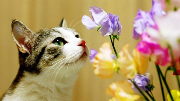 Всемирный день кошек