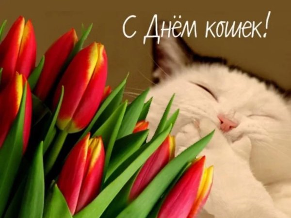 1 Марта день кошек