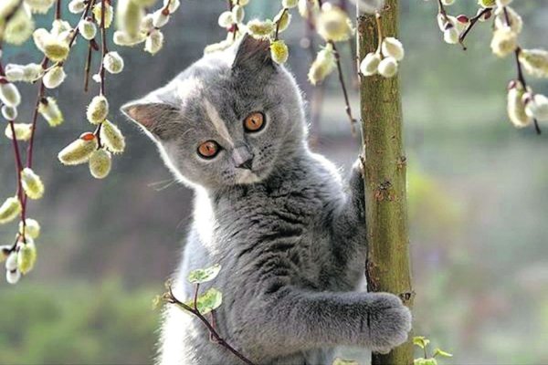 Весенние коты