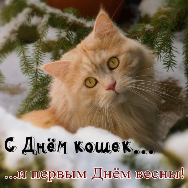День кошек рыжий кот
