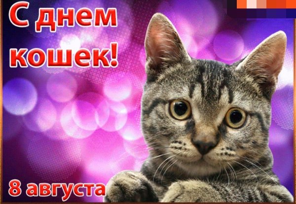 1 Марта день кошек