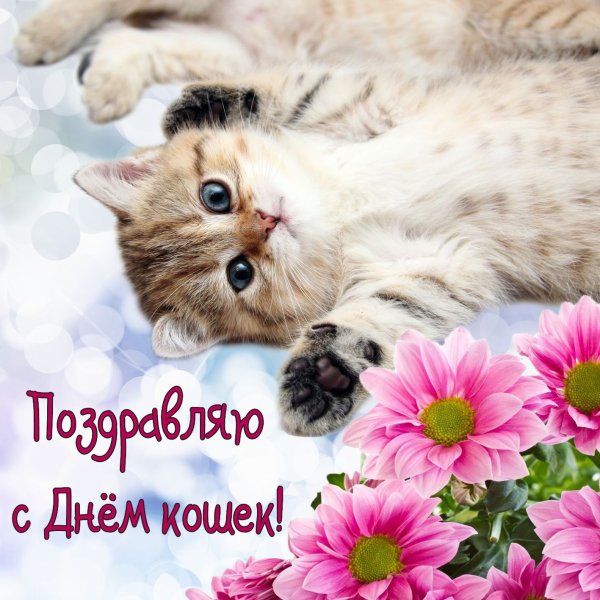Поздравления с днём кошек
