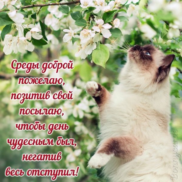 Пожелания хорошей среды