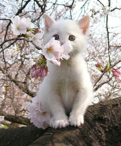 Котенок и Весна