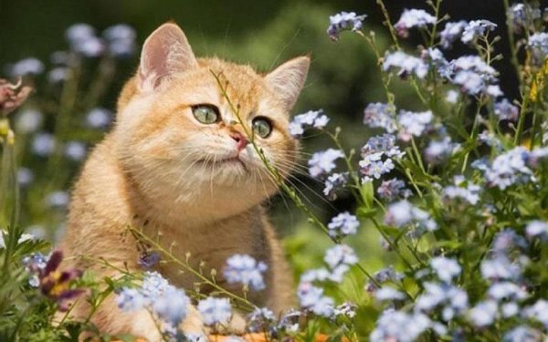 Майские коты