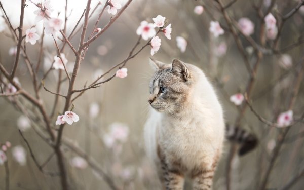 Кот Весна