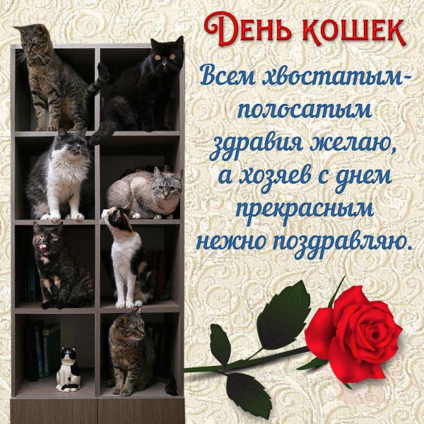 1 Марта день кошек