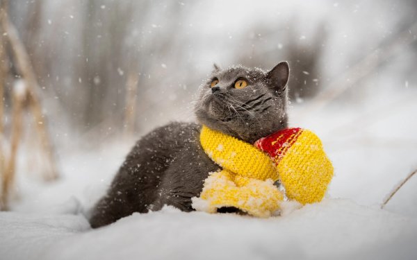 Кот зимой