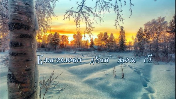 Прекрасного дня цветы зимние