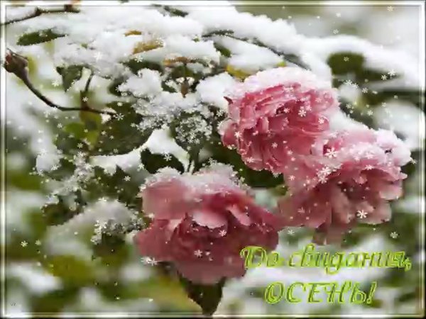 Весна идёт весне дорогу