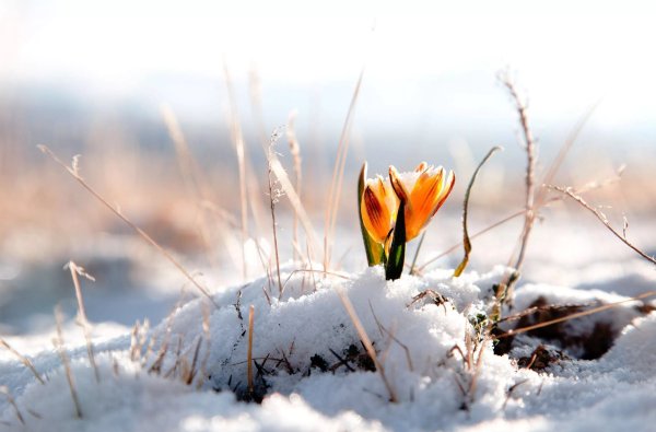 Февраль природа