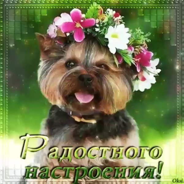 Пожелания доброго утра с тюльпанами