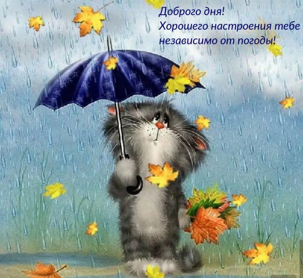 Котик под зонтом