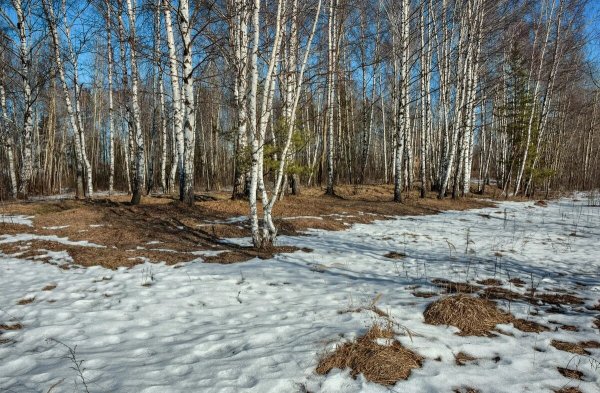 Весна первые подснежники