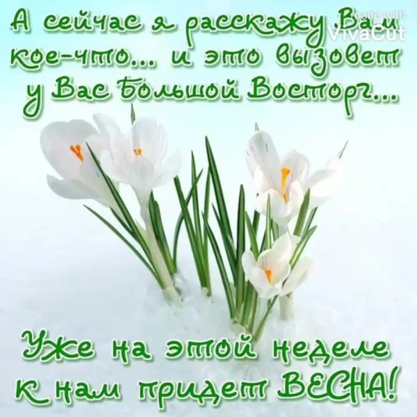 Красивые подснежники