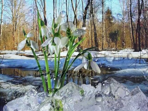 Весна первые подснежники