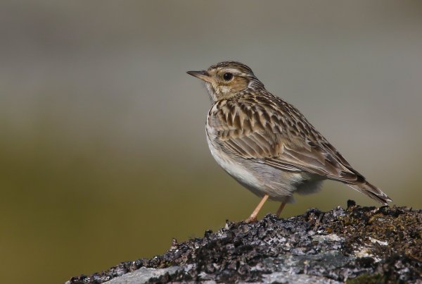 Жаворонок Лесной Lullula Arborea