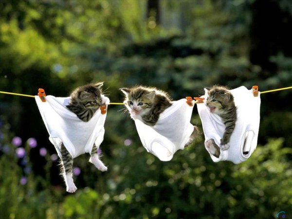 Позитивные коты