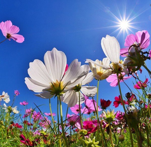 Божьих благословений