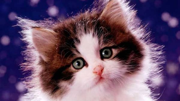 Поздравления с днём кошек