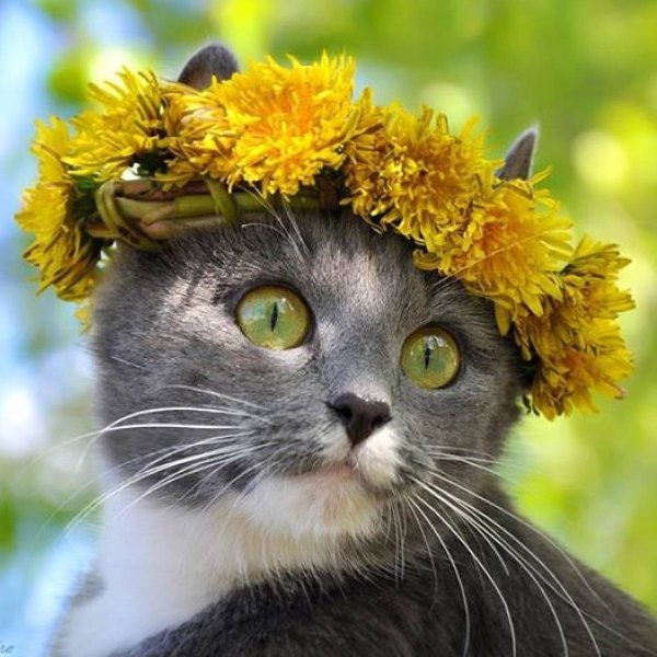 Кошки с розами