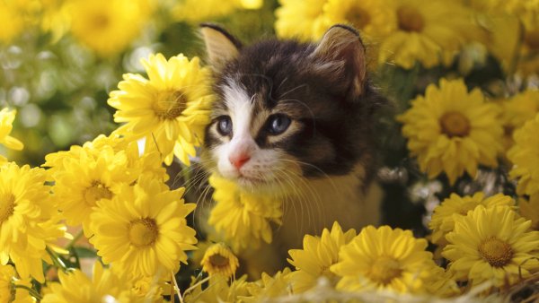 Кошка на природе