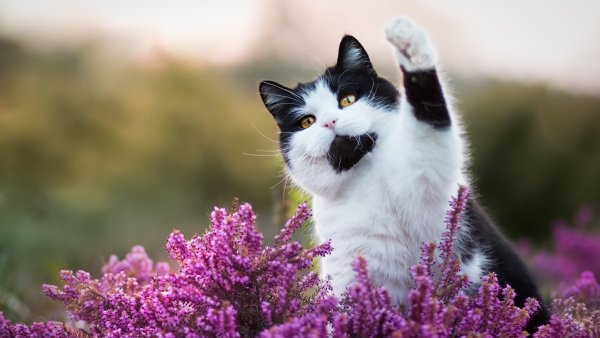 Котик с цветами