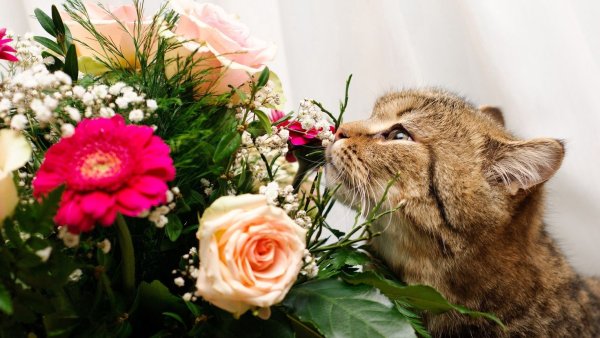 Красивые котята с цветами