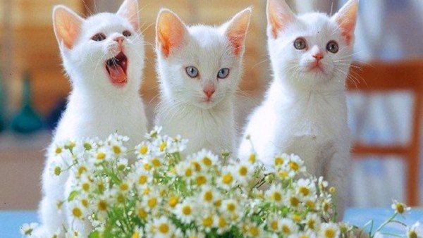 Котенок с цветами
