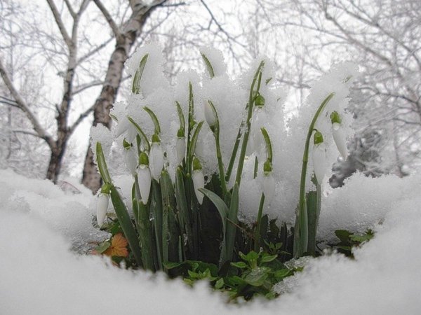 Подснежники под снегом