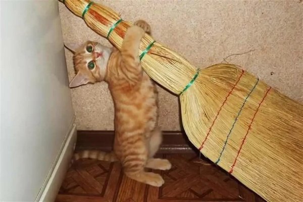 Котейка с веником