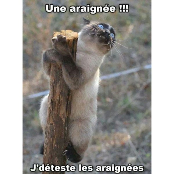 Демотиваторы позитивные смешные