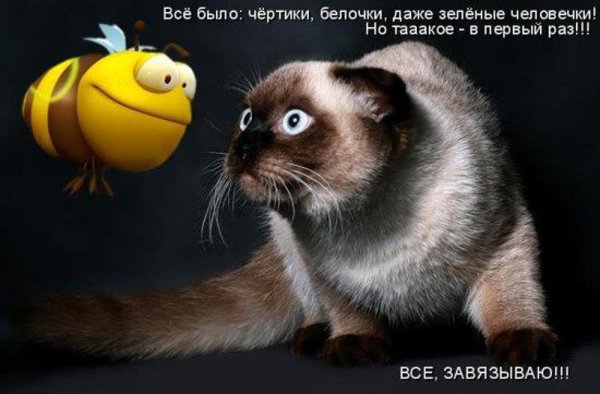 Кот пчела