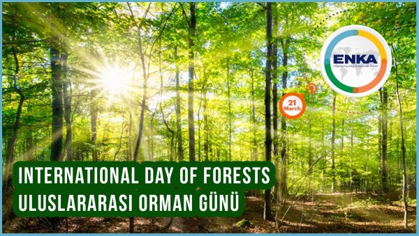 Проект о международном дне леса