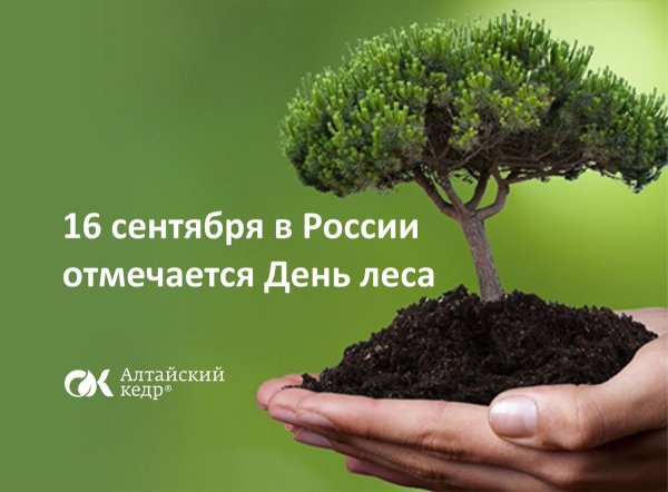 Международный день лесов интересные фотографии