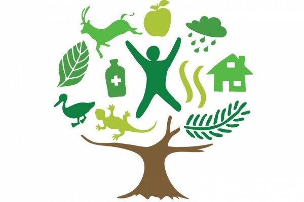 Международный день леса эмблема