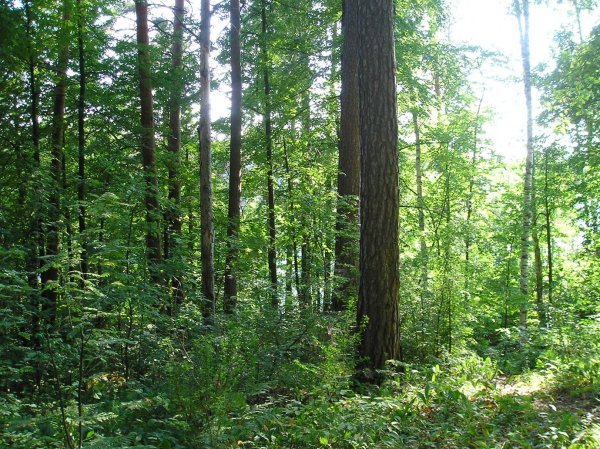 Международный день леса поздравление