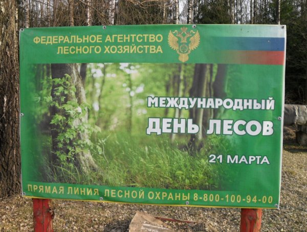 Международный день леса мероприятия