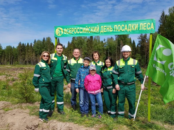 Гринвэй сосна