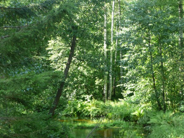 Международный день лесов