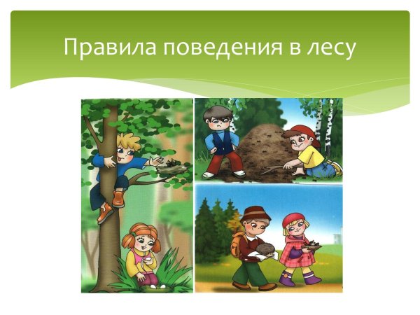 Всемирный день леса