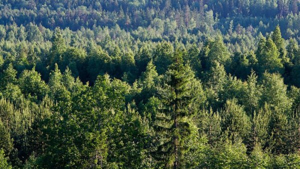 Международный день леса поздравление