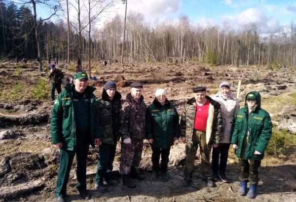 Международный день лесов рисунок