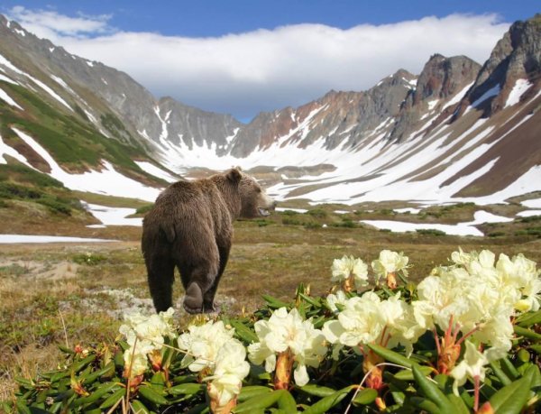 Петропавловск- Камчатский заповедник