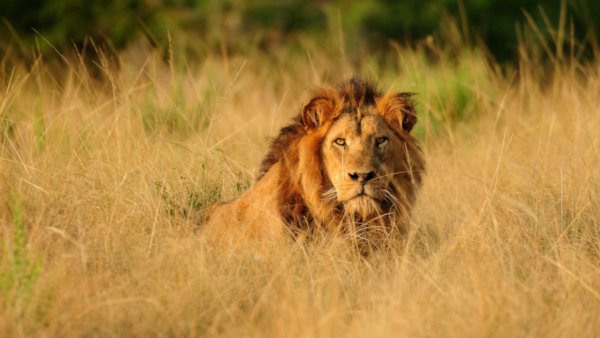 Планета животных